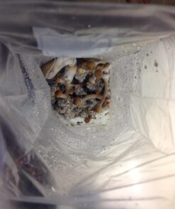 Brown Rice Flour Mushroom Substrate Grow Bag 13 717n5e7hbOL