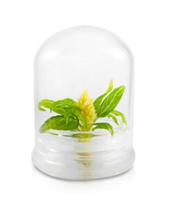 BLOOMIFY Celosia Flower Terrarium, Zero Care, Cockscomb, 4" Jar 22 717rHbGQINL