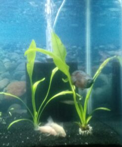 Aponogeton Ulvaceus Bulb - Aquarium Plant for Aquariums with temperatures Under 72F 51 717xbjjeS0L