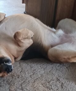 PEDIGREE DENTASTIX Large Dog Dental Care Treats Original, Beef & Fresh Variety Pack, 2.73 lb.Pack (51 Treats) Variety: Chicken, Beef & Fresh 51 Count (Pack of 1) 42 717xvQd0lXL