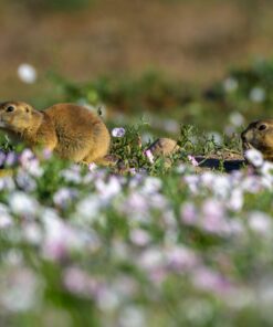 Nikon Z7 Full-Frame Mirrorless Interchangeable Lens Camera with 45.7MP Resolution, Body, Black, 1591 Body Only Base 44 717zy43DcL