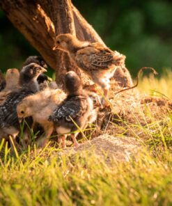 Scratch and Peck Feeds Cluckin' Good Chick Grit - 7 lbs - Gizzard Development Supplement for Baby Chicks and Ducklings - Crushed Quartzite/Granite 7 Pound (Pack of 1) Chick Grit - 7-lbs 17 718 QICSutL
