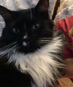 Coastal Pet Safari - Cat Self-Cleaning Slicker Brush - Cat Grooming Supplies Pack of 1 42 7180OJncOdL