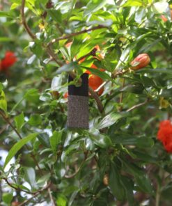 Bug Sales Trichogramma 3 Squares/ 12,000 Eggs 12 7180tllD44L