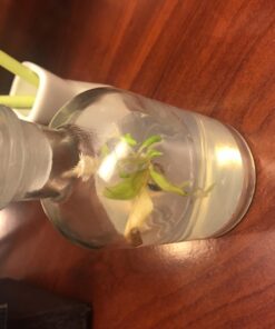 BLOOMIFY Celosia Flower Terrarium, Zero Care, Cockscomb, 4" Jar 31 71810by21JL