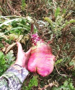 Whitetail InstituteFood Plot Seed 4 lbs (4500 sq ft) BowStand 13 7181gL6VbUL