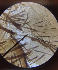 AmScope M162C-2L-PB10-WM-SP14-50P100S 40X-1000X Beginners Microscope Kit for Kids & Students w/Complete Science Accessory Kit + World of The Microscope Book 70 7186E5OWHhL 1