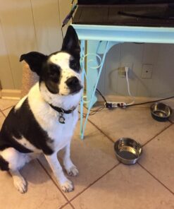 Hill's Science Diet Dry Dog Food, Puppy, Chicken Meal & Barley Recipe, 30 lb. Bag Puppy Dry 30 Pound (Pack of 1) 44 7186QkPcpjL