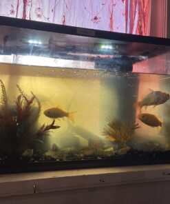 Aqueon Aquarium Algae Cleaning Magnets Glass/Acrylic, Small, Black 39 7186gMbJvXL