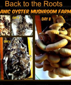 Back to the Roots Organic Oyster Mushroom Grow Kit, Harvest Gourmet Mushrooms In 10 Days 1 Count (Pack of 1) 62 718871ibpqL