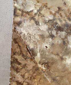 Back to the Roots Organic Oyster Mushroom Grow Kit, Harvest Gourmet Mushrooms In 10 Days 1 Count (Pack of 1) 84 718EjafzNHL