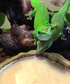 Pangea Fruit Mix Apricot Complete Crested Gecko Food 1/2 lb 12 718G6yb5OvL