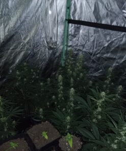 VIVOSUN S558 5x5 Grow Tent, 60"x60"x80" High Reflective Mylar with Observation Window and Floor Tray for Hydroponics Indoor Plant for VSF6450 60"x60"x80" Black 64 718Gng qyWL