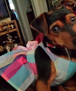 Diamond Naturals Dry Food for Adult Dog, Beef and Rice Formula, 40 Pound Bag (074198608331) 40 Pound (Pack of 1) 36 718HviPS8L