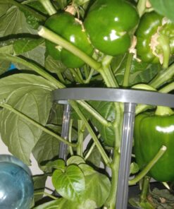 AeroGarden Sweet Bell Peppers Seed Pod Kit (9-pod) Tall Gardens Only Sweet Bell Pepper 30 718JhP4XnuL