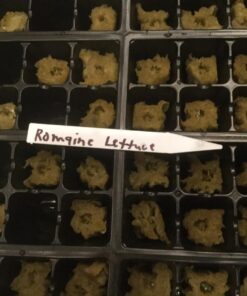 Organic Lettuce Seeds, APPR. 1,100, Parris Island Romaine Lettuce, Heirloom Vegetable Seeds, Certified Organic, Non GMO, Non Hybrid, USA 12 718Jj6vL7kL 1