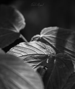 Tamron SP 70-200MM F/2.8 DI VC USD Telephoto Zoom Lens for Nikon (FX) Cameras Nikon FX Cameras 45 718KfGy sL