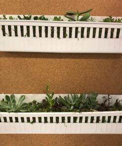 Shop Succulents | Unique Collection of Live Succulent Plants, Hand Selected Variety Pack of Mini Succulents | Collection of 12 6-Pack 54 718L3GrXwZL