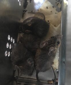 Ketch-All Mousetrap w/ Clear Lid 22 718NgzPWHTL