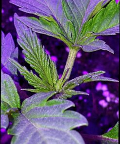 General Hydroponics CALiMAGic 1-0-0, Concentrated Blend of Calcium & Magnesium, Secondary Nutrient Deficiencies Helps Prevent Blossom End Rot & Tip Burn, Clean, Soluble, 1-Quart 32 Fl Oz (Pack of 1) 47 718TxYHCftL