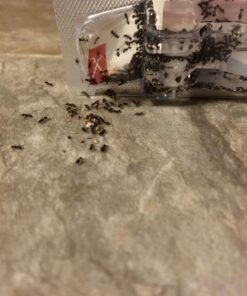 Terro Liquid Ant Killer Baits(6 Bait Stations Net Contents 2.2fl.oz/0.36fl.oz) 23 718TyxDbuL