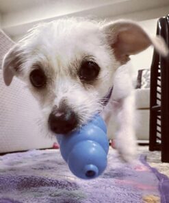 KONG - Puppy Toy Natural Teething Rubber - Fun to Chew, Chase and Fetch - for Small Puppies - Blue 28 718VyhioTwL