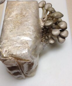 Organic Blue Oyster Mushroom Growing Kit 38 718b31winSL
