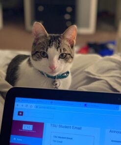 Petmate Aspen Pet Breakaway Fashion Collar, 3/8" x 8-12", Sub Geo Blue 3/8" x 8-12" 38 718cAeMAR5L