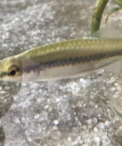 Omega One Betta Treat, 0.11 oz 15 718dZEdniQL