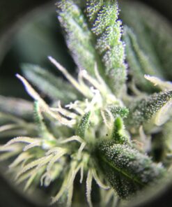 Happy Hydro - LED Loupe - 30x & 60x Magnifying Lens - Includes Batteries & Carrying Case 1 White 30 718e7 sgttL