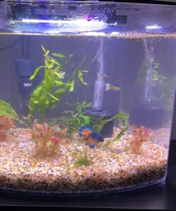 Tetra Crescent aquarium Kit 5 Gallons, Curved-Front Tank With LEDs,black 5-Gallon 29 718eoQMD8zL