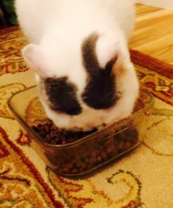 Taste Of The Wild Rocky Mountain Grain-Free Dry Cat Food With Roasted Venison & Smoke-Flavored Salmon 5lb 5 Pound (Pack of 1) 34 718esxHNyL