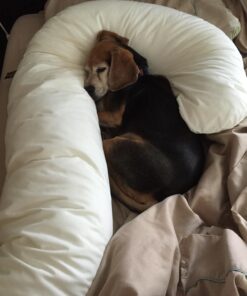 Leachco Snoogle Original Maternity/Pregnancy Total Body Pillow, Ivory 60 Inch 38 718fjIXcq2L