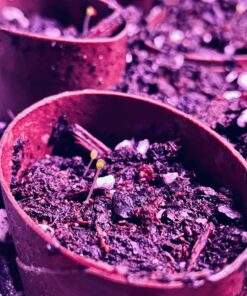 Seed Needs, Bee Balm Seed Packet Collection (3 Individual Varieties of Seed for Planting) Non-GMO & Untreated 25 718fu2qjNL