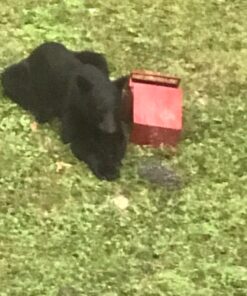 SABRE Frontiersman 9.2 oz. Bear Spray, Maximum Strength 2.0% Major Capsaicinoids, Powerful 35 ft. Range Bear Deterrent, Outdoor Camping & Hiking Protection, Quick Draw Holster & Multipack Options Black3 37 718gMFPCL