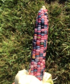 Glass Gem Indian Corn Heirloom Seed - The Most Beautiful Corn in the World! 59 718gp2G AgL