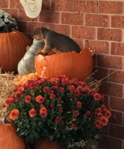 Cole's FS16 Flaming Squirrel Seed Sauce, 16-Ounce 1 39 718hMXRDMxL