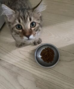 Royal Canin Feline Health Nutrition Kitten Dry Cat Food, 15 lb bag 15 Pound (Pack of 1) 29 718haiMdEGL