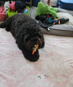 Orgrimmar 2 Pcs Three Sided Pet Toothbrush Dog Brush Addition Bad Breath Tartar Teeth Care Dog Cat Cleaning Mouth 21 718iqAW753L