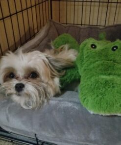 KONG Cozie Ali Alligator XL X-Large Standard Packaging 37 718mUVJ2RlL