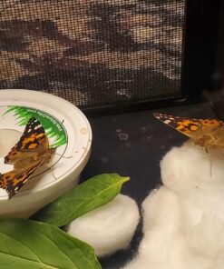 10 Live Caterpillars Shipped Now: Butterfly Kit Refill 40 718n0BZzicL