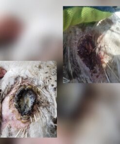 Green Goo Animal First Aid Salve, Household Pets & Farm Animals, Great for Frostbite, Cuts, Scrapes & More, 1.82 Ounce Large Tin 1.82 Ounce (Pack of 1) 18 718nU6PauEL