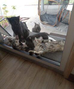 Petmate Pet Porter Fashion Dog Kennel 24", Pale Aqua & Black, for Pets 15-20lbs 24.1"L x 16.7"W x 14.5"H Pale Blue 44 718oFwi2 EL