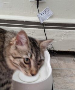 Petmate Deluxe Fresh Flow Cat, Bleached Linen, 50 Oz, 1 Count (Pack of 1) Small 19 718oTDMmkL