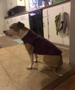 Kurgo Loft Dog Jacket, Reversible Dog Coat, Wear with Harness or Sweater, Water Resistant, Reflective, Winter Coat For Medium Dogs (Deep Violet, M) Deep Violet/Charcoal 48 718pObd CL