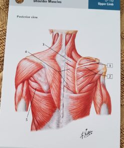 Netter's Anatomy Flash Cards (Netter Basic Science) 24 718rNGViB9L