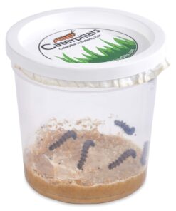 5 Live Caterpillars Shipped Now- Butterfly Kit Refill 37 718roohKIRL