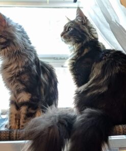 Kitty Cot Original World's Best Cat Perch (Large) Black Color Kitty Cot Large 42 718tAachgrL