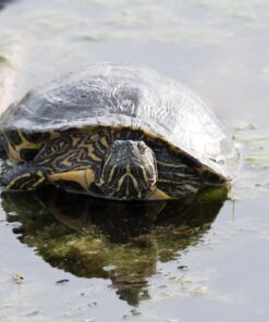 Nikon D500 DX-Format Digital SLR with 16-80mm ED VR Lens Black 59 718uqwrjrqL