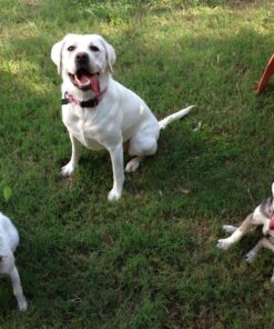 Blue Buffalo Wilderness Trail Treats High Protein Grain Free Crunchy Dog Treats Biscuits, Duck Recipe 10-oz Bag 10 Ounce (Pack of 1) 28 718us v5aaL